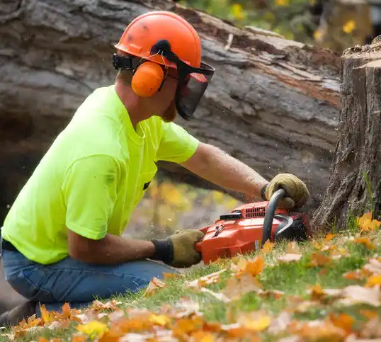 tree services Hamburg